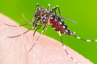 A dengue é transmitida através do mosquito Aedes aegypti.